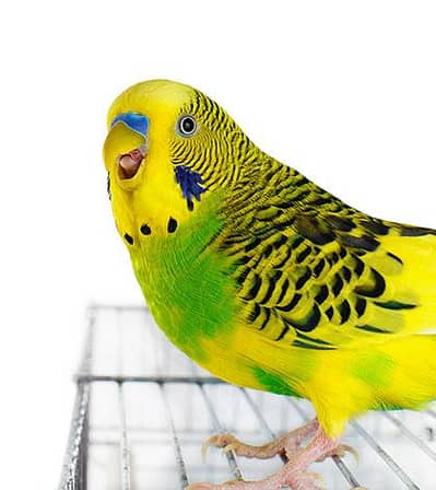 healthy and active budgies