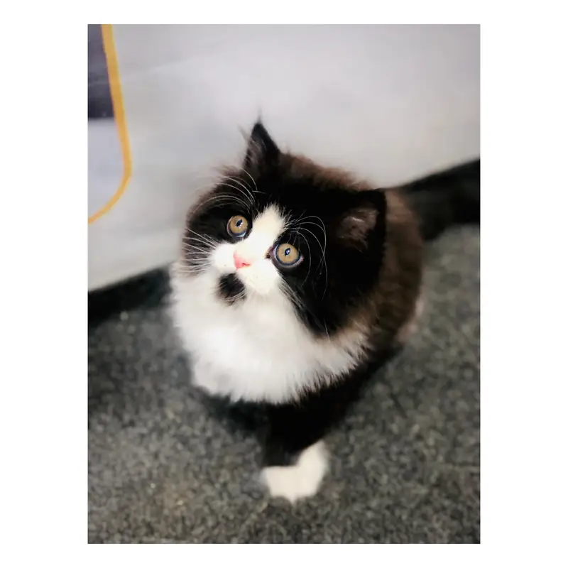 parshion kitten cat male and female British — photo 4