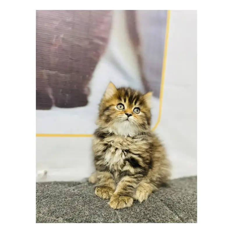 parshion kitten cat male and female British — photo 5