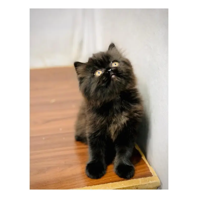 parshion kitten cat male and female British — photo 3