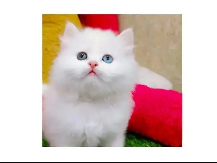 parshion kitten cat male and female British — photo 6