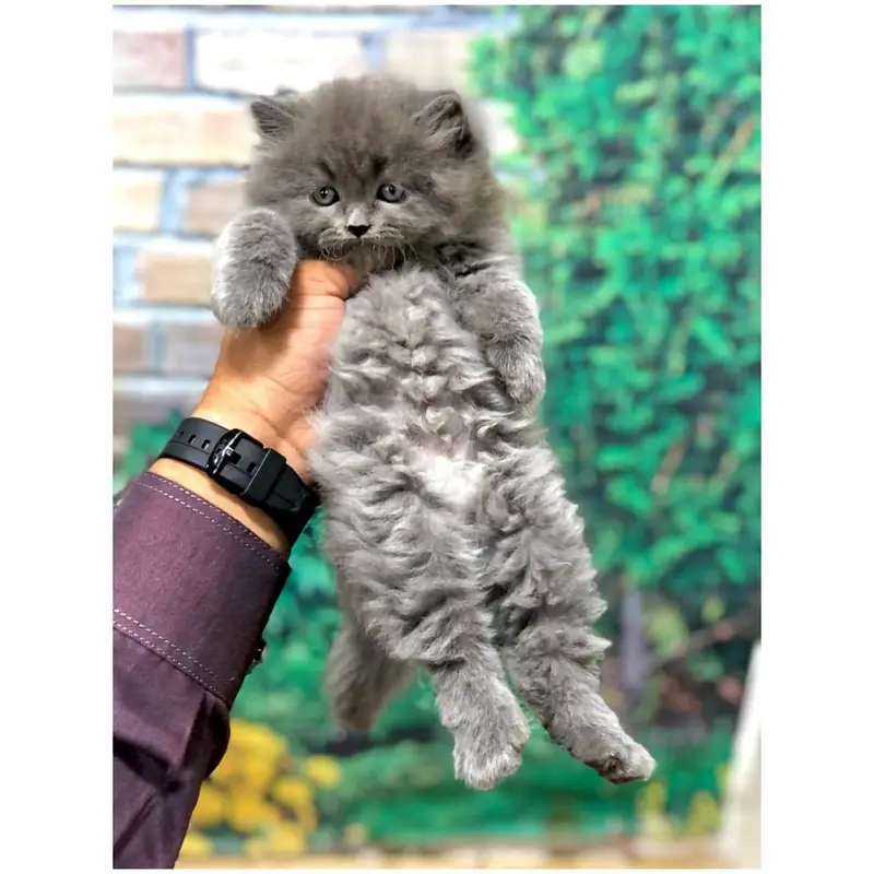 parshion kitten cat male and female British — photo 9