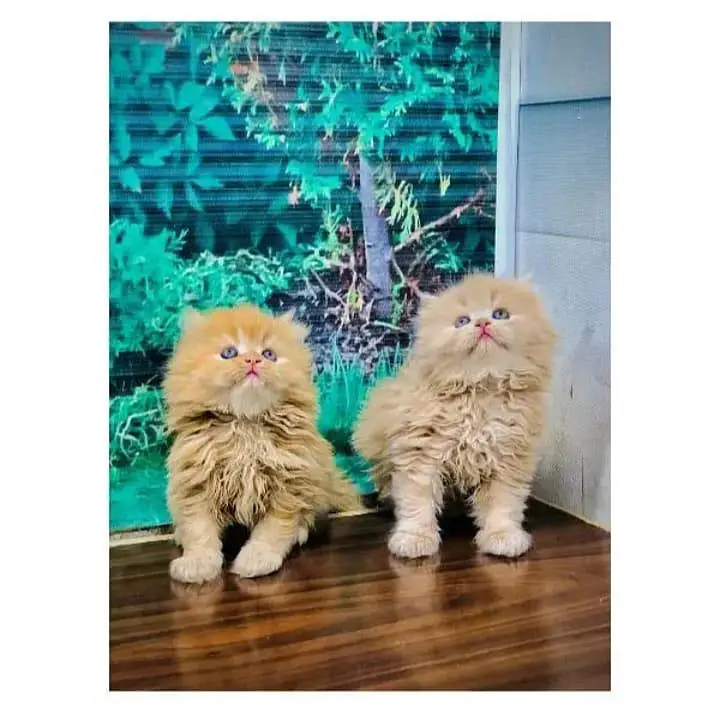 parshion kitten cat male and female British — photo 2