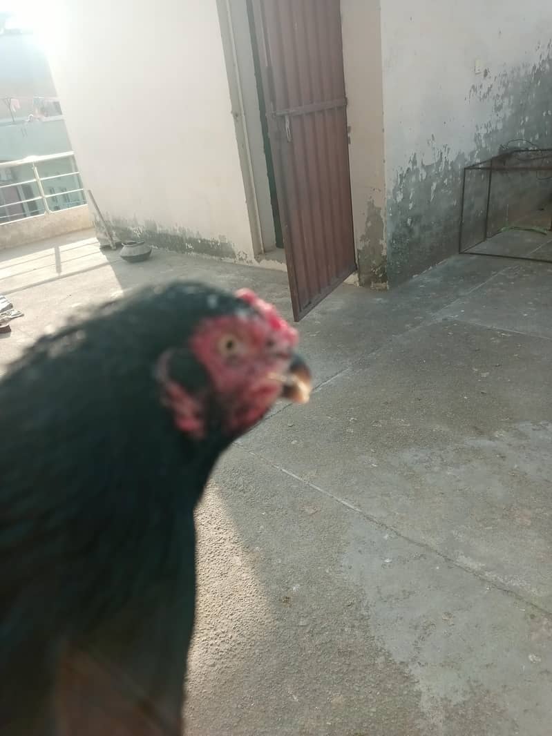 Mushki 3
