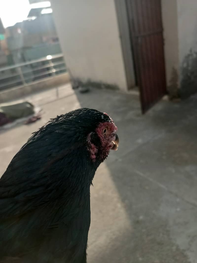 Mushki 5