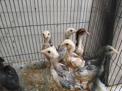 mianwali assel hens chiks for sale