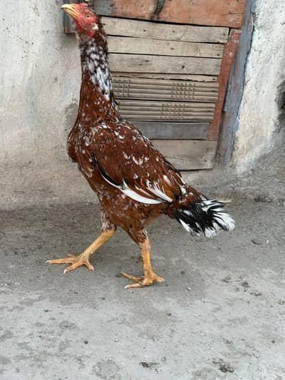 Aseel Pure Madi Available