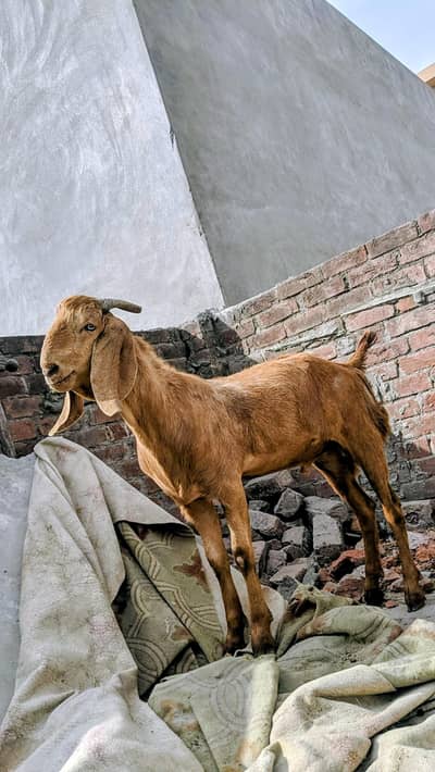 Bakra jori for sale