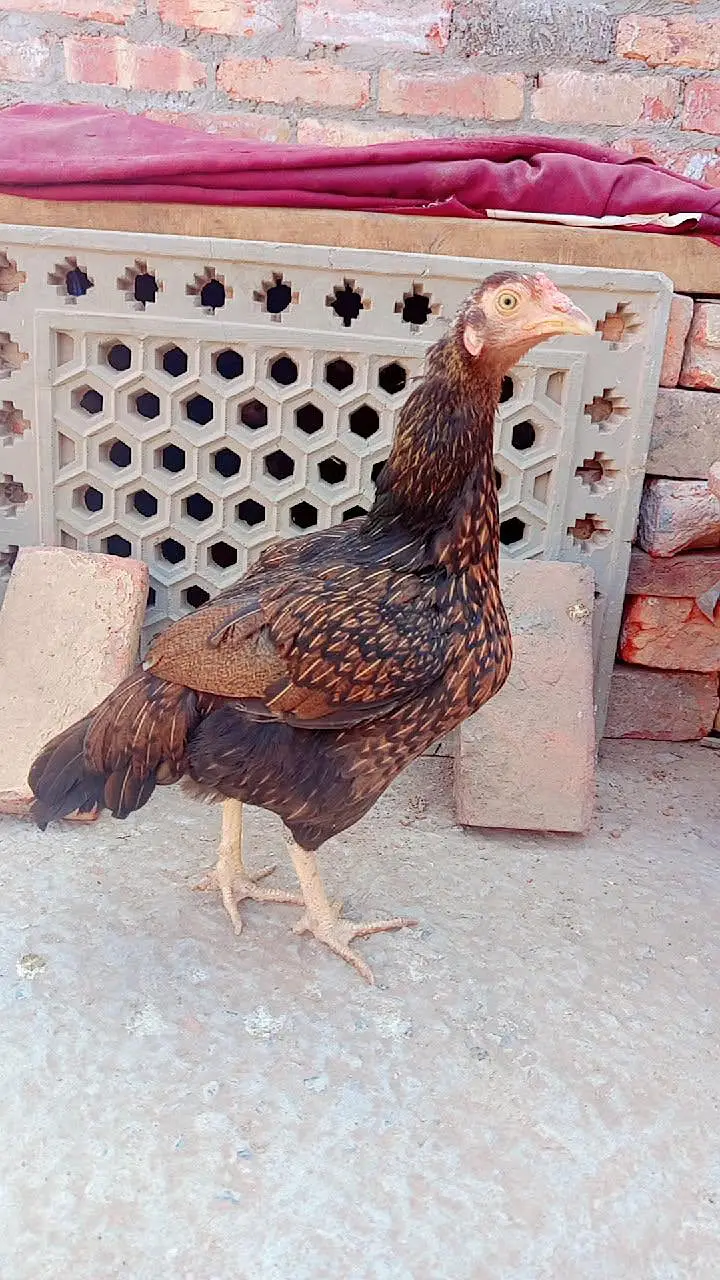 Aseel hen