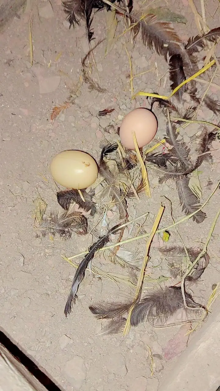 Aseel hen — photo 2