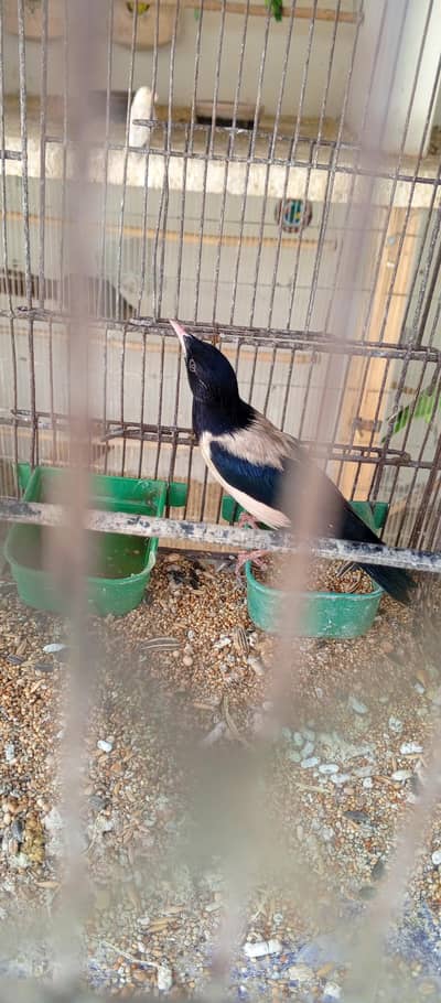 RAW PARROT. /. PINEAPPLE CONURE. /. IRAN MIGRATED BIRD. /. BLUE RING NECK.