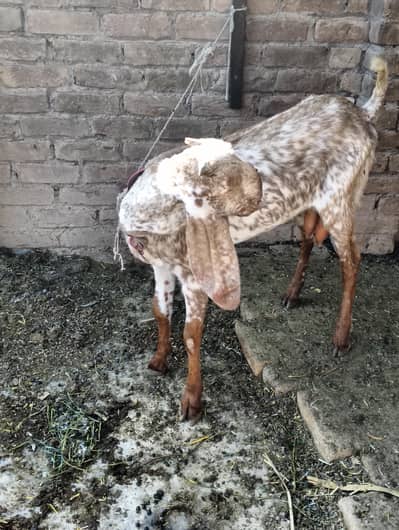 m apni 2 bakreya Madi sale Karna chahta ho.