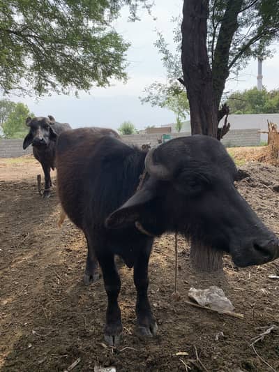 Buffalo for sale
