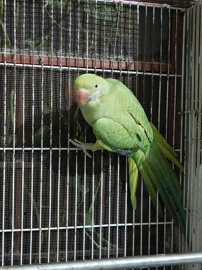 raw parrot