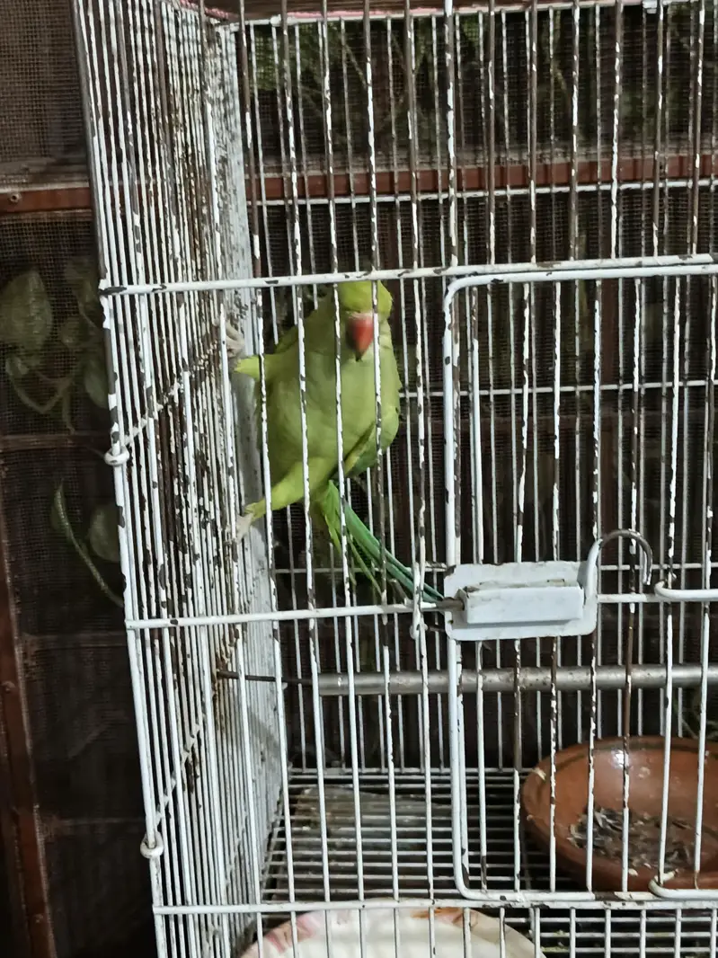 raw parrot — photo 2