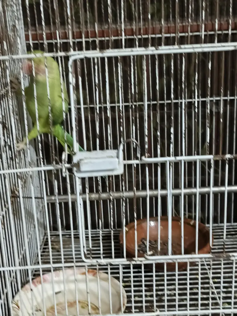 raw parrot — photo 3