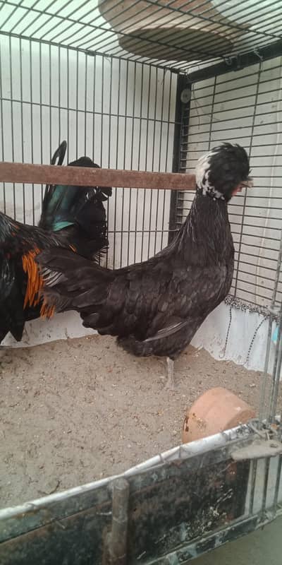 polish pair eggs Lyn for sell 03156899546