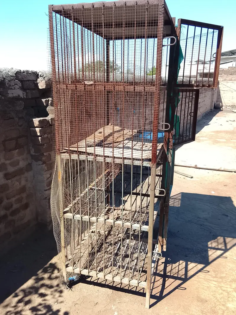 lLarge cage pinjra 4 potions for hens love birds parrot — photo 3