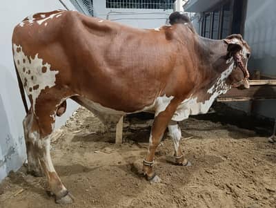 bull / bachra / wacha / desi bachre / qurbani Ka janwar/ qurbani 2026