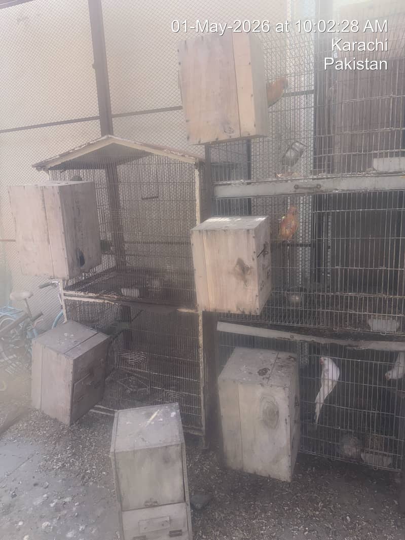 Cages 1