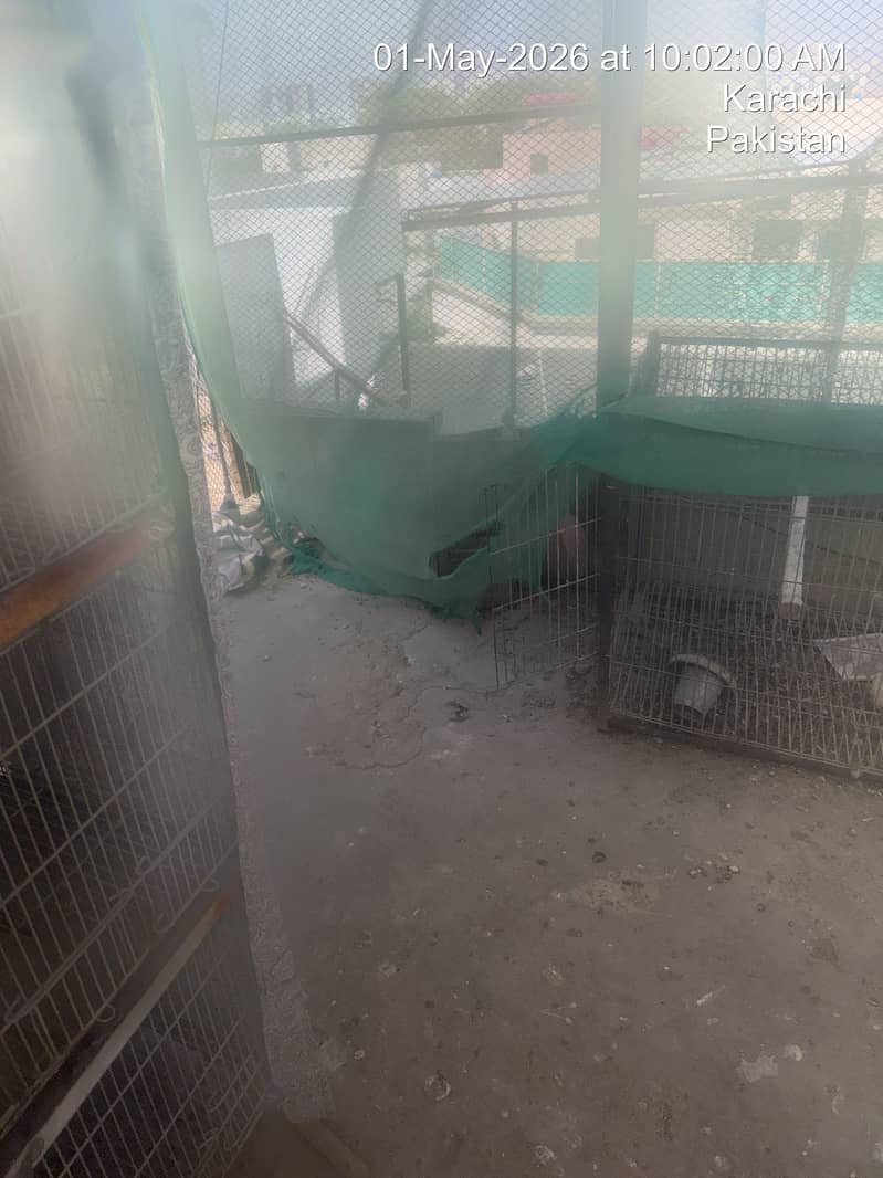 Cages 4
