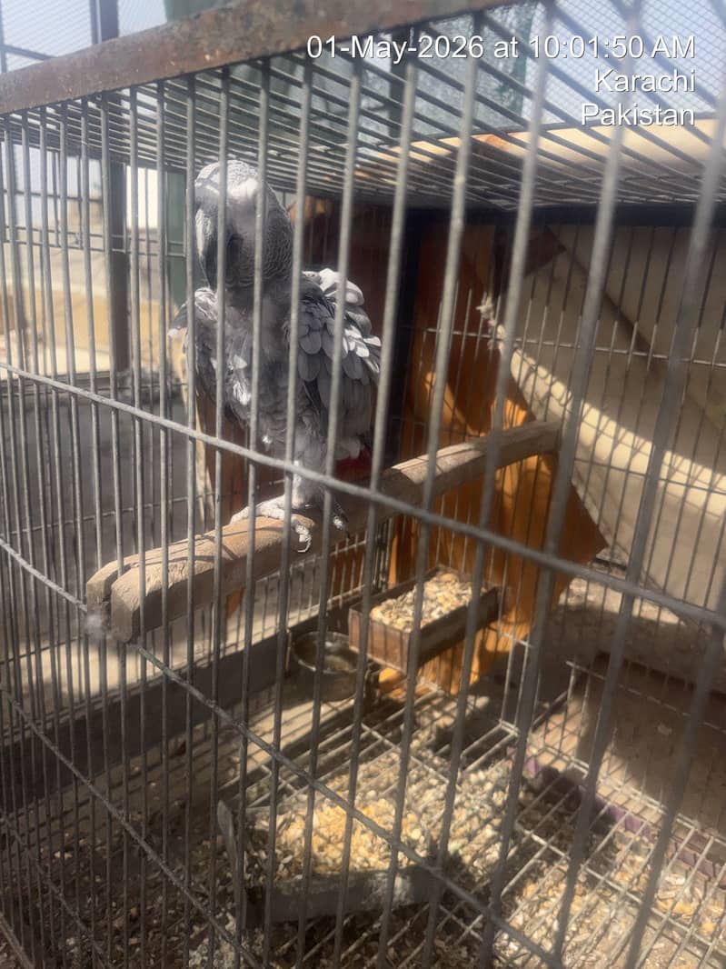Cages 5