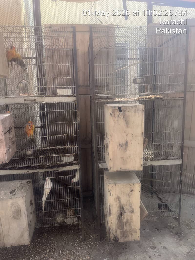 Cages 6