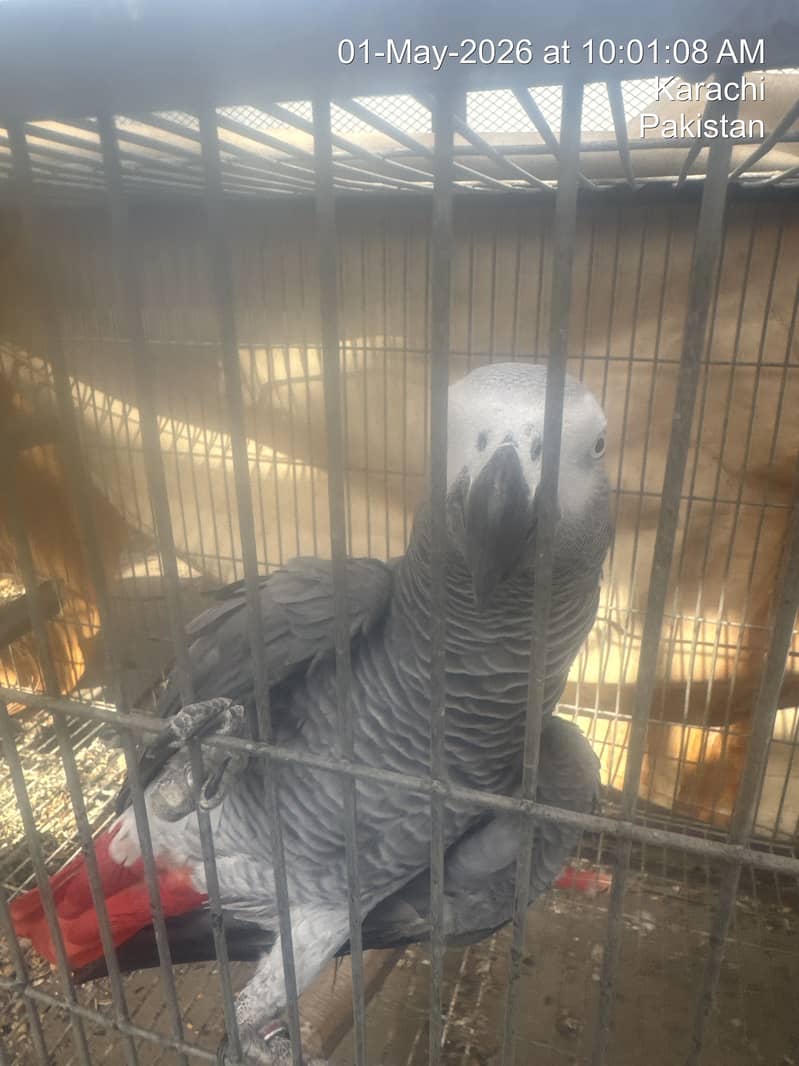 Cages 8