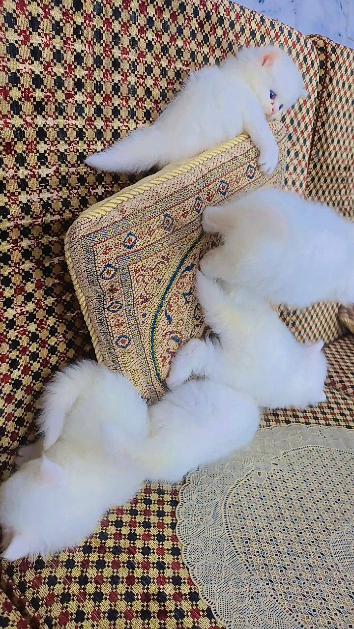 kittens 0
