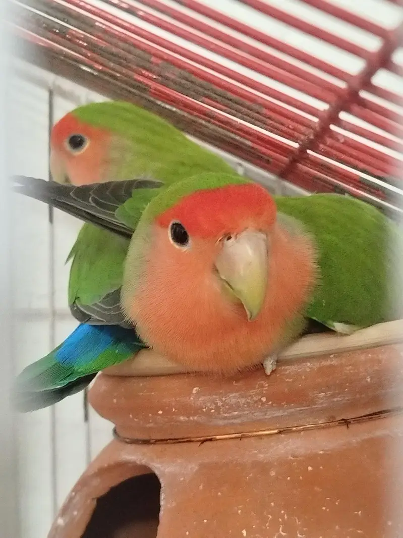 Love birds (green , albino) breeder — photo 3