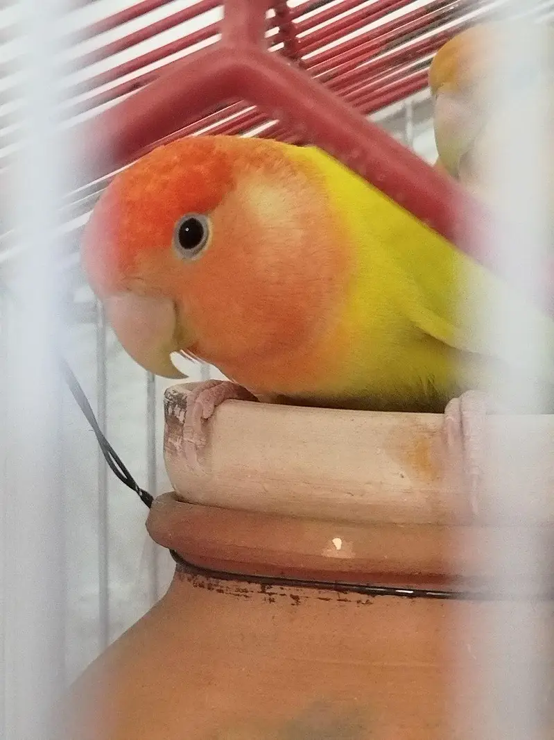 Love birds (green , albino) breeder — photo 2