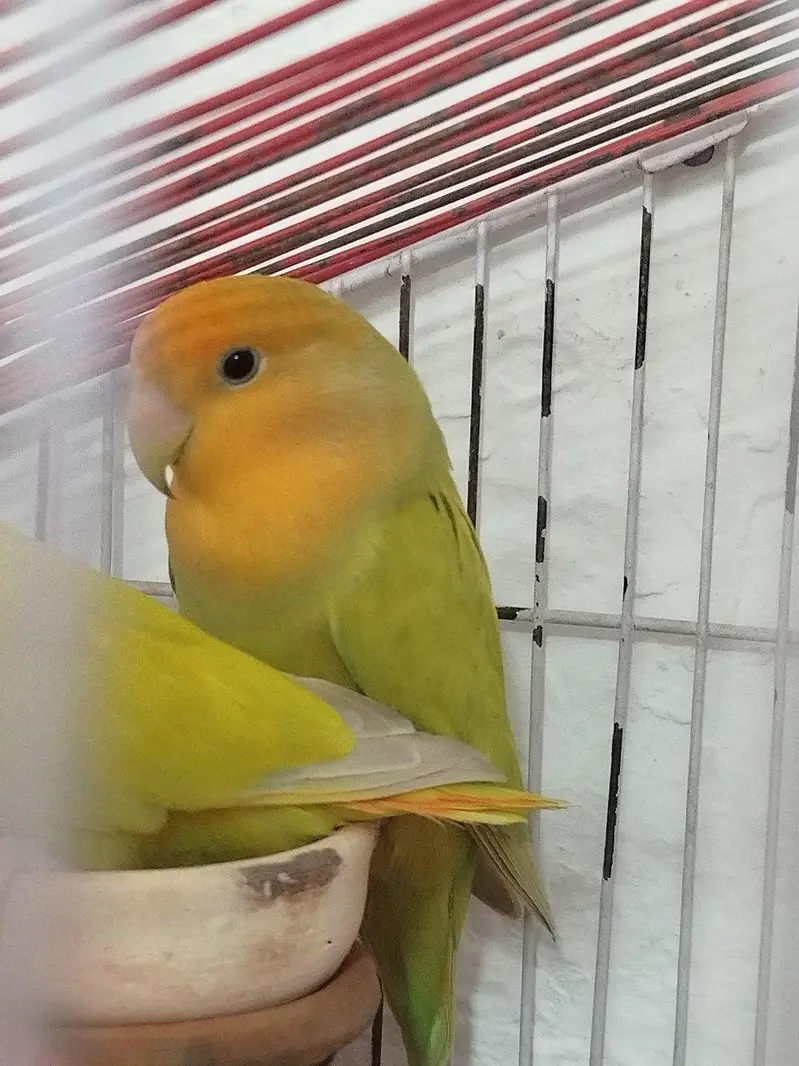 Love birds (green , albino) breeder