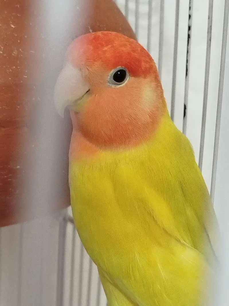 Love birds (green , albino) breeder — photo 4