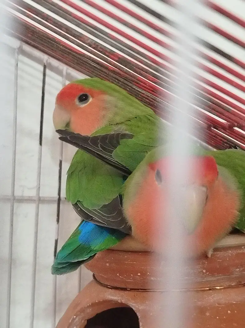 Love birds (green , albino) breeder — photo 5