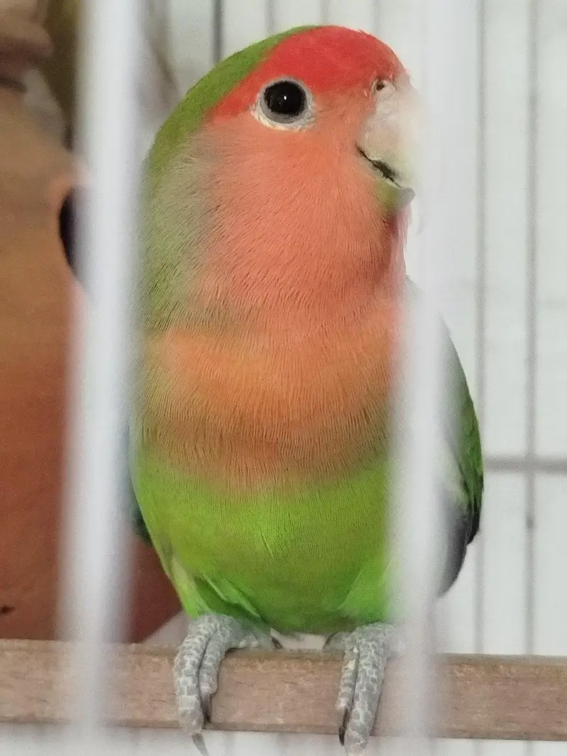Love birds (green , albino) breeder — photo 6