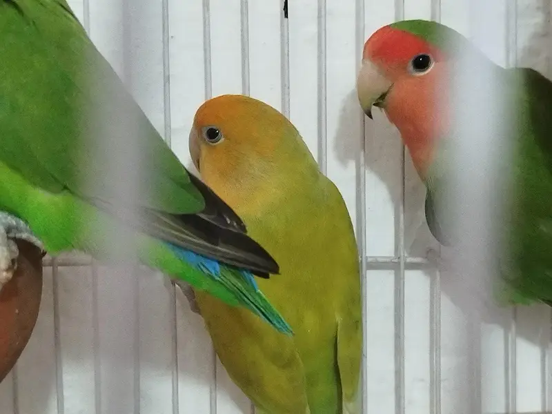Love birds (green , albino) breeder — photo 7