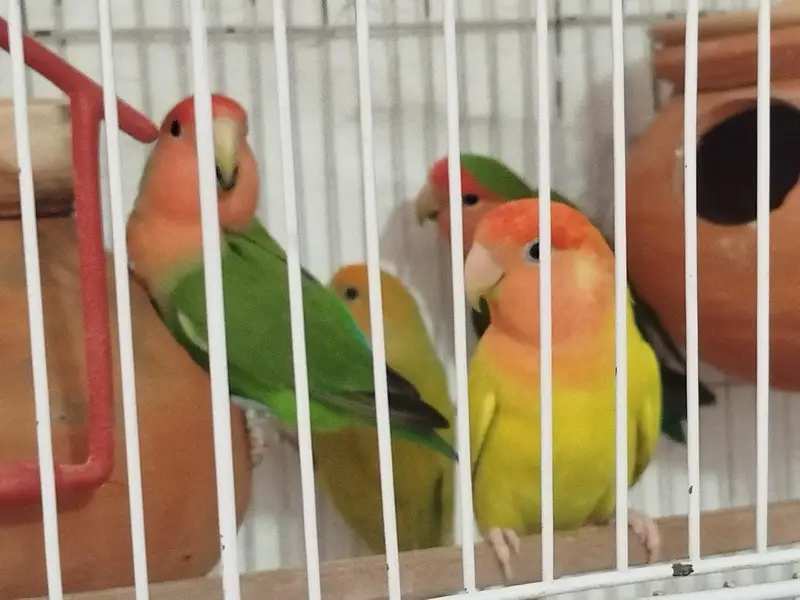 Love birds (green , albino) breeder — photo 8