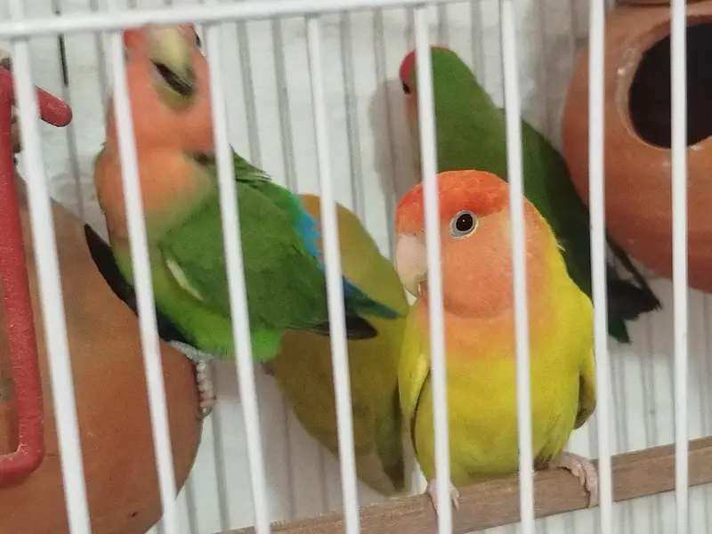 Love birds (green , albino) breeder — photo 9
