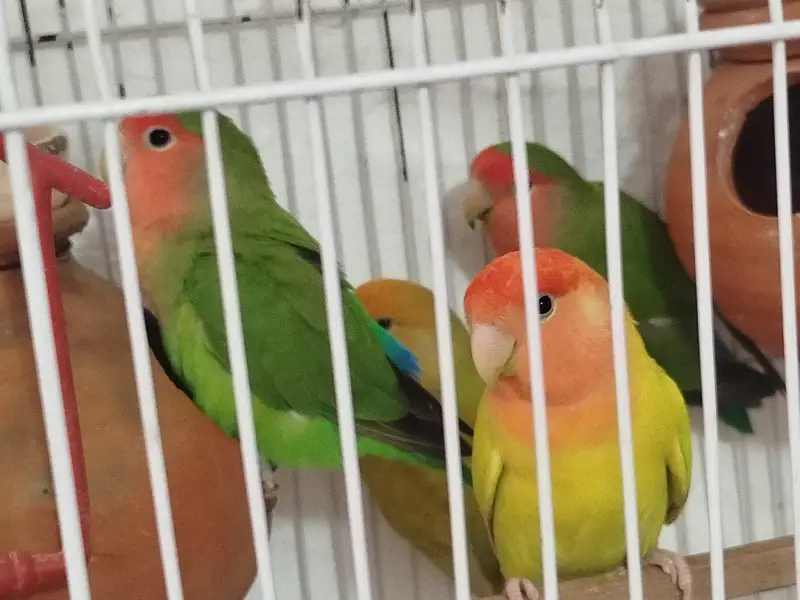 Love birds (green , albino) breeder — photo 10