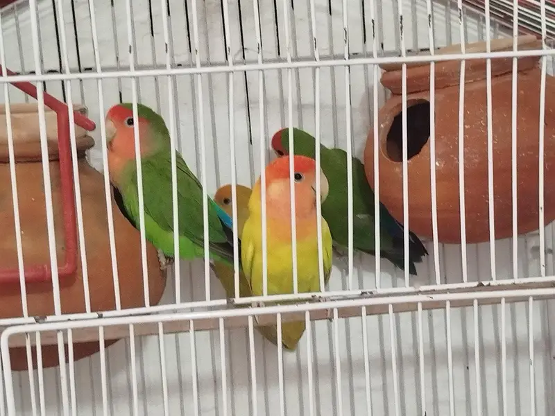 Love birds (green , albino) breeder — photo 11