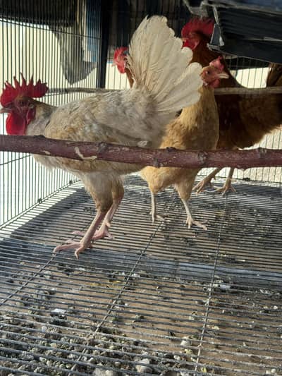 Desi Eggs laying Hens