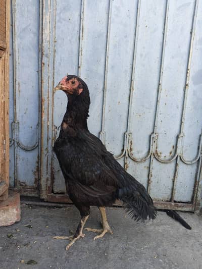 Thai Murgi | Aseel murgi | Thai Aseel Murgi | Hen | Thai | Thai Aseel
