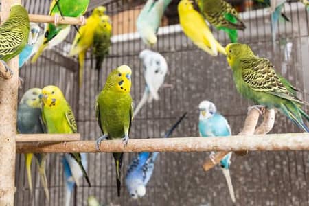 Premium Budgies & Cockatiel Available in DHA phase 8 Lahore