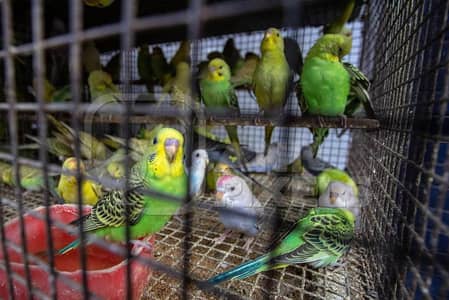 Premium Budgies & Cockatiel Available in DHA phase 8 Lahore