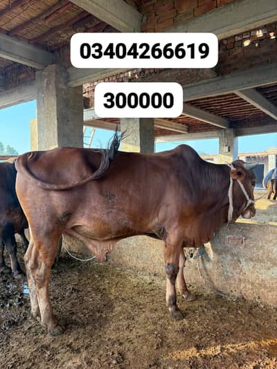 bull/wahra for Qurbani