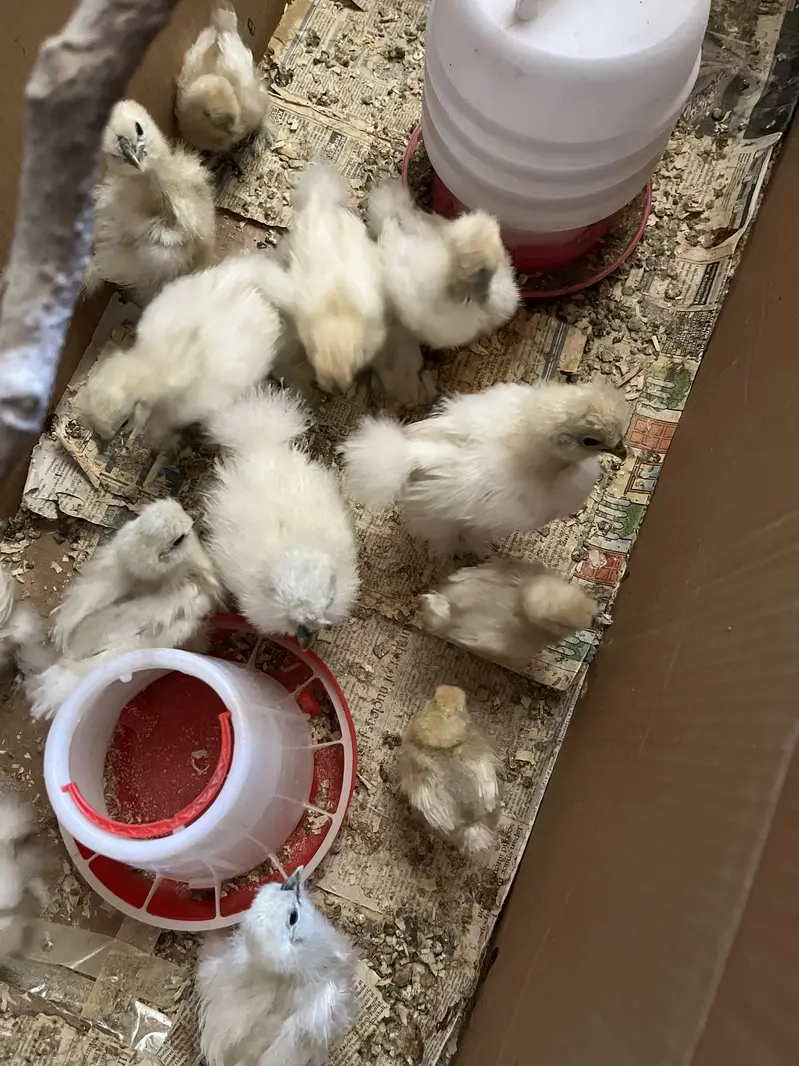 silkie and shamoo chicks for sale — photo 5