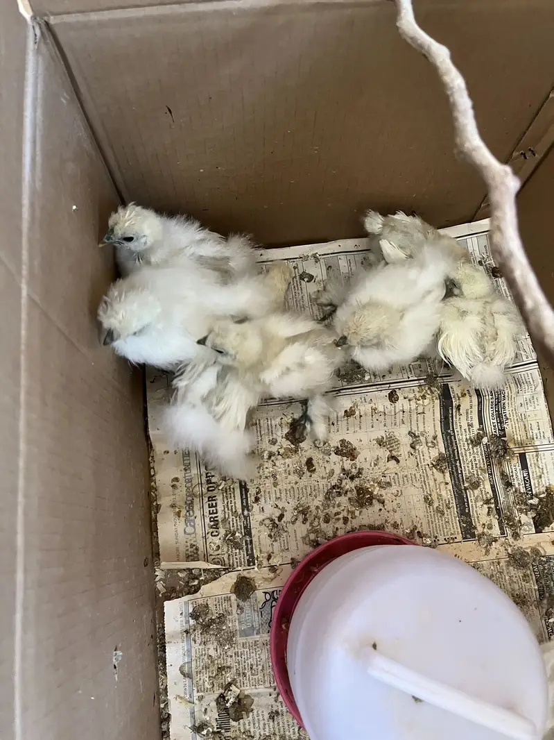 silkie and shamoo chicks for sale — photo 6