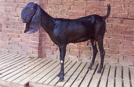 Black Amertsari Female For Sale