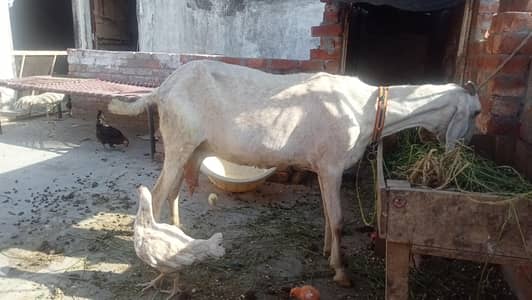 Daisy bakri white color active and healthy 2 kg milk daily 03084493683