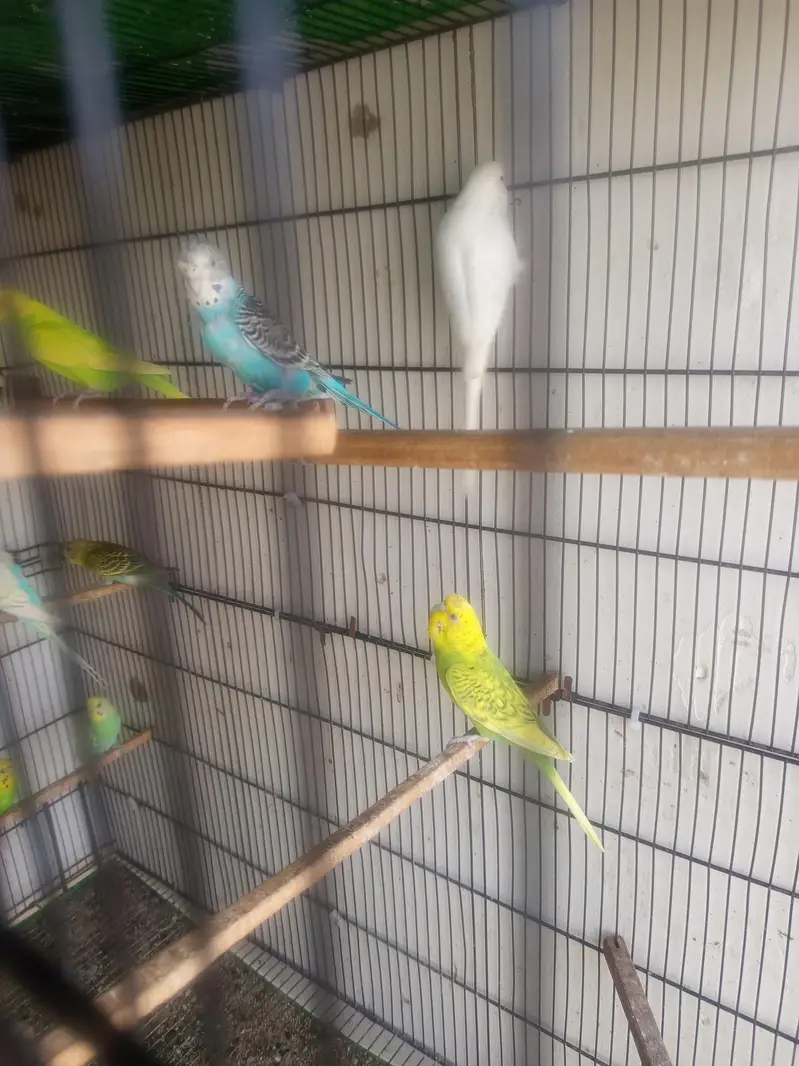 Bajeri Parrot